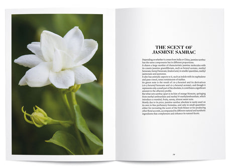 Jasmine Sambac in Perfumery - The Naturals Notebook by NEZ + LMR