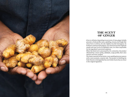 Ginger in Perfumery - The Naturals Notebook by NEZ + LMR