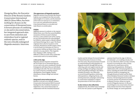 Magnolia in Perfumery - The Naturals Notebook by NEZ + LMR