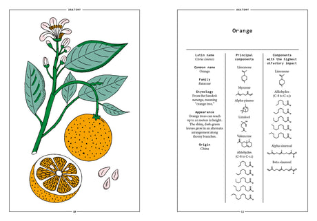 Orange in Perfumery - The Naturals Notebook by NEZ + LMR