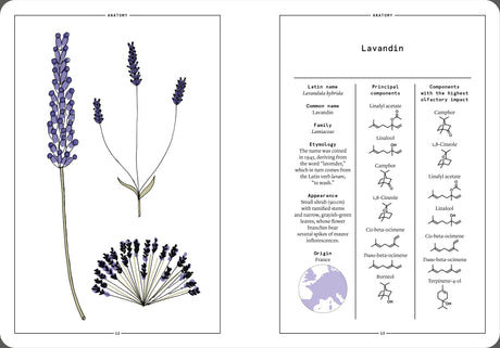 Lavender and Lavandin in Perfumery - The Naturals Notebook by NEZ + LMR