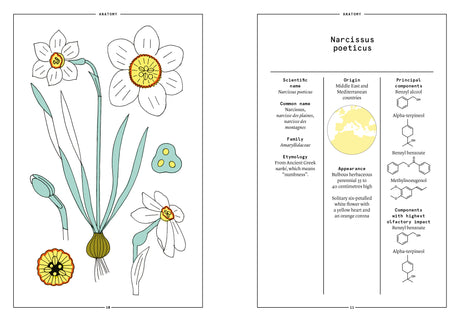 Narcissus in Perfumery - The Naturals Notebook by NEZ + LMR